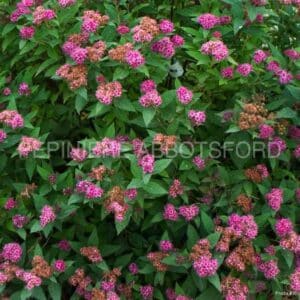 abbotsford-spiraea-double-play-artisan