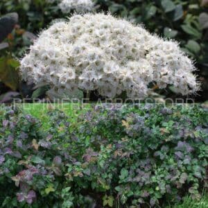 abbotsford-spiraea-double-play-blue-kazoo