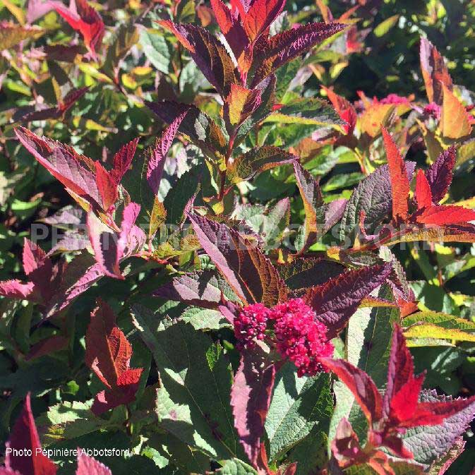 abbotsford-spiraea-double-play-doozie