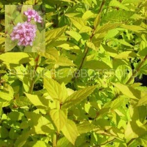 abbotsford-spiraea-gold-mound