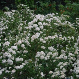 abbotsford-spiraea-van-houttei