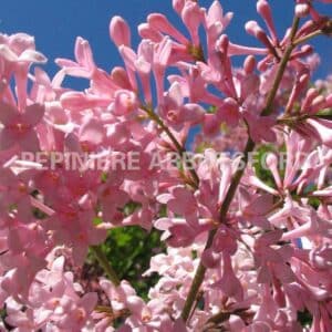 abbotsford-syr-james-mcfarlane