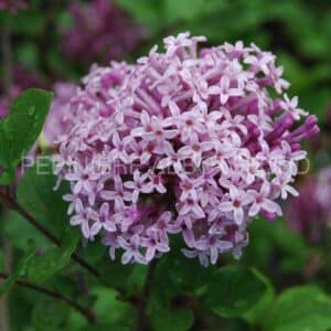 abbotsford-syr-palibin