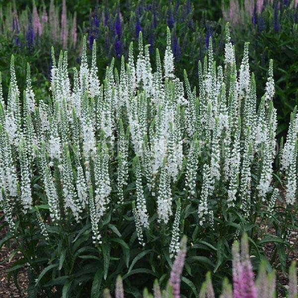 abbotsford-veronica-white-wands