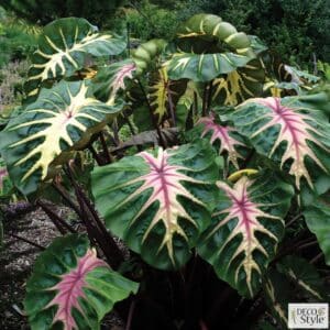colocasia-esculenta-royal-hawaiian-waikiki