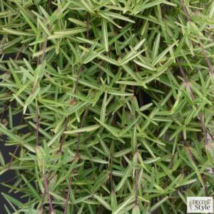 stenotaphrum-secundatum-variegatum