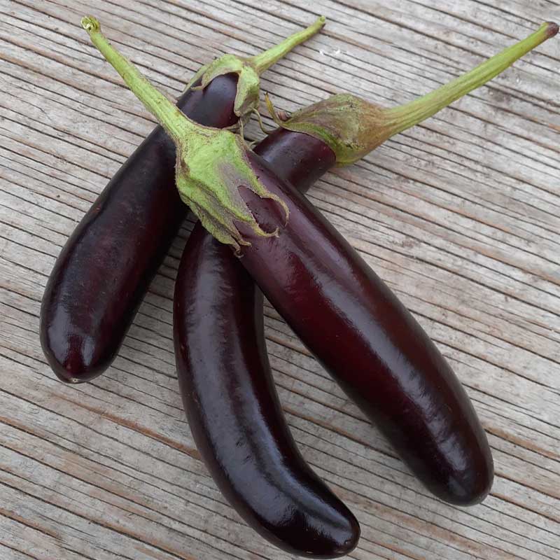 ferme-cooperative-tourne-sol-aubergine-little-finger