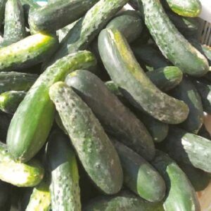 ferme-cooperative-tourne-sol-concombre-marketmore