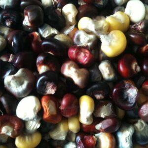 ferme-cooperative-tourne-sol-mais-a-farine-painted-mountain