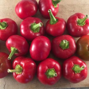 ferme-cooperative-tourne-sol-piment-fort-gordz-cherry-bomb