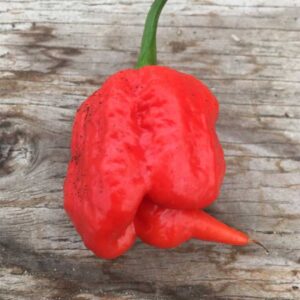 ferme-cooperative-tourne-sol-piment-fort-trinidad-scorpion