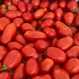 ferme-cooperative-tourne-sol-tomates-rouges-a-sauce-san-marzano