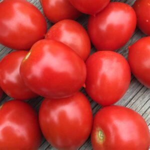 ferme-cooperative-tourne-sol-tomates-rouges-ruby-sol