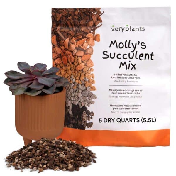 molly-s-succulent-mix-premium-gritty-soilless-potting-mix-for-succulents-cactus-and-bonsai-veryplants-1-33729339654384