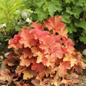 heuchera-caramel