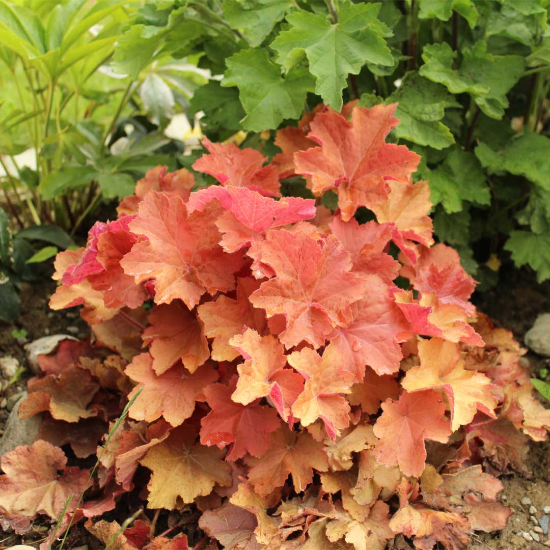 heuchera-caramel