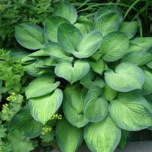 hosta-gold-standard
