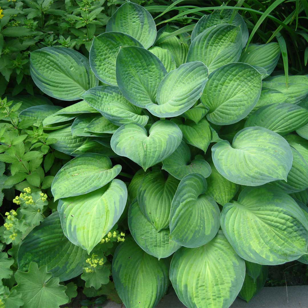 hosta-gold-standard