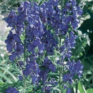 maison-fleurs-vivaces-aconitum-henryi-sparks-variety