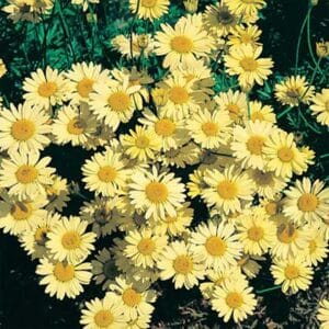 maison-fleurs-vivaces-anthemis-tinctoria-wargrave