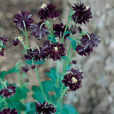 maison-fleurs-vivaces-aquilegia-vulgaris-black-barlow