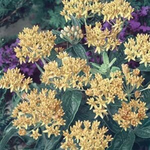 maison-fleurs-vivaces-asclepias-tuberosa-hello-yellow