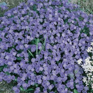 maison-fleurs-vivaces-aubrieta-cultorum-hendersonii