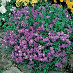 maison-fleurs-vivaces-aubrieta-cultorum-leichtlinii