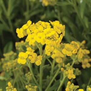 maison-fleurs-vivaces-aurinia-saxatile-gold-rush