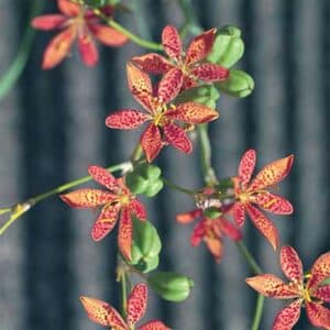 maison-fleurs-vivaces-belamcanda-chinensis