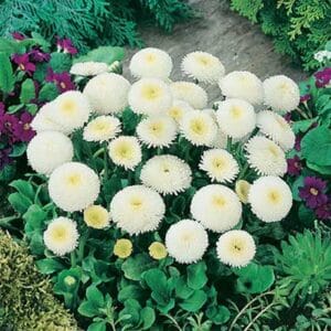 maison-fleurs-vivaces-bellis-perennis-pomponette-blanc