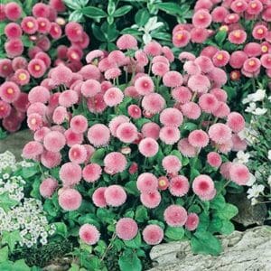maison-fleurs-vivaces-bellis-perennis-pomponette-rose