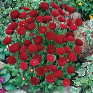 maison-fleurs-vivaces-bellis-perennis-pomponette-rouge