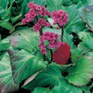 maison-fleurs-vivaces-bergenia-rotblum