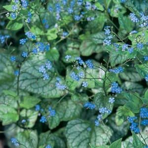 maison-fleurs-vivaces-brunnera-macrophylla-jack-frost