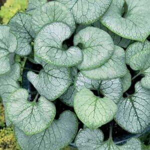 maison-fleurs-vivaces-brunnera-macrophylla-looking-glass