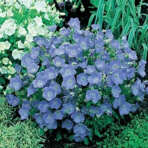 maison-fleurs-vivaces-campanula-carpatica-blue-clips