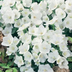 maison-fleurs-vivaces-campanula-carpatica-rapido-blanc