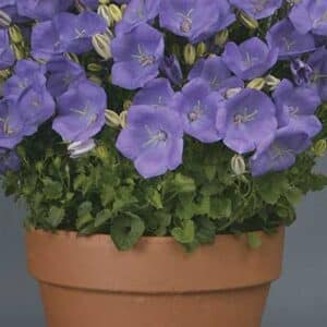 maison-fleurs-vivaces-campanula-carpatica-rapido-bleu