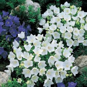 maison-fleurs-vivaces-campanula-carpatica-white-clips