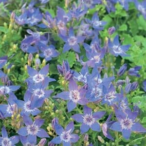 maison-fleurs-vivaces-campanula-garganica-dicksons-gold