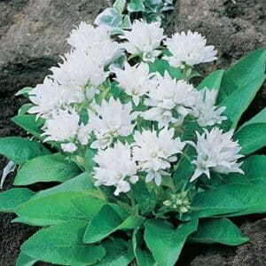maison-fleurs-vivaces-campanula-persicifolia-alba