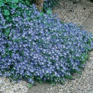 maison-fleurs-vivaces-campanula-poscharskyana-blue-waterfall