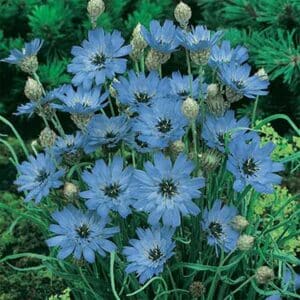 maison-fleurs-vivaces-catananche-caerulea