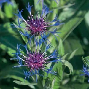 maison-fleurs-vivaces-centaurea-montana