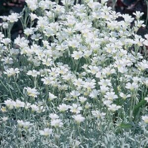 maison-fleurs-vivaces-cerastium-tomentosum