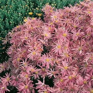 maison-fleurs-vivaces-chrysanthemum-rubellum-clara-curtis
