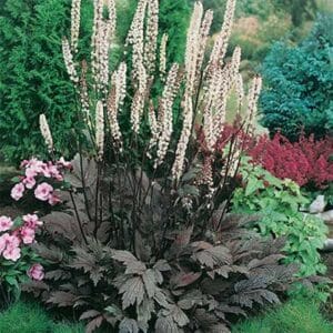 maison-fleurs-vivaces-cimicifuga-ramosa-atropurpurea