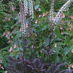 maison-fleurs-vivaces-cimicifuga-ramosa-pink-spike
