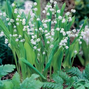 maison-fleurs-vivaces-convallaria-majalis